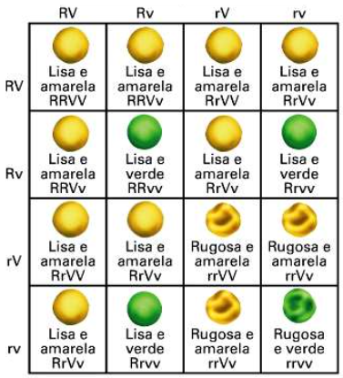 Blog Do Prof. Warles: QUIZ 16: CIÊNCIAS 3ª SÉRIE - E.M