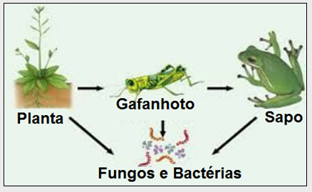 Blog Do Prof. Warles: QUIZ 05: CIÊNCIAS 4° Ano