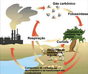 Blog do Prof. Warles: QUIZ 01: CIÊNCIAS 9° Ano